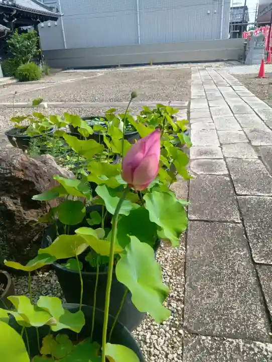 西林寺(愛知県)