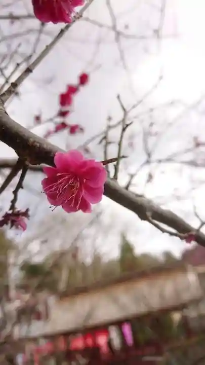 筑波山神社の自然