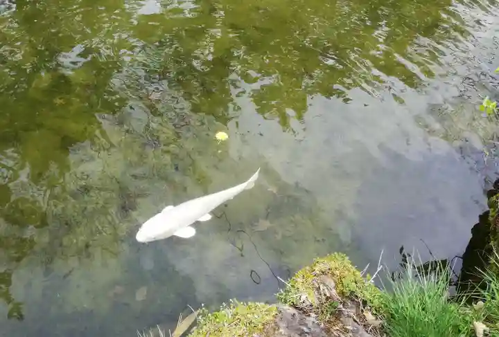北海道護國神社の動物