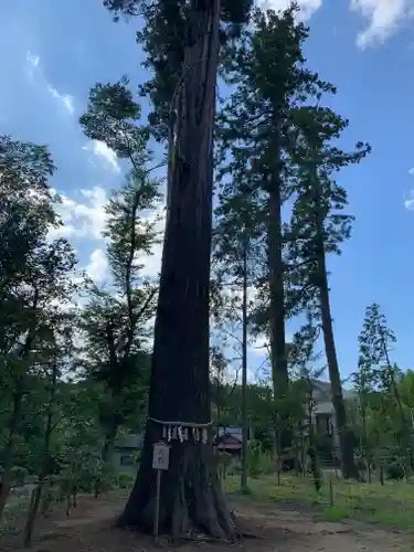 鶴峯八幡宮の自然