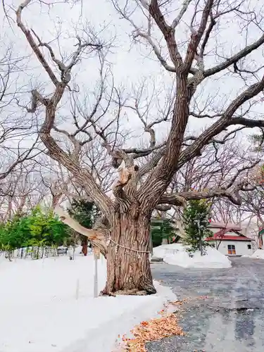 相馬神社の自然