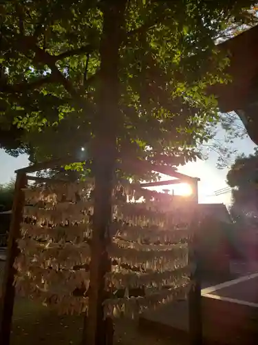 春日神社のおみくじ