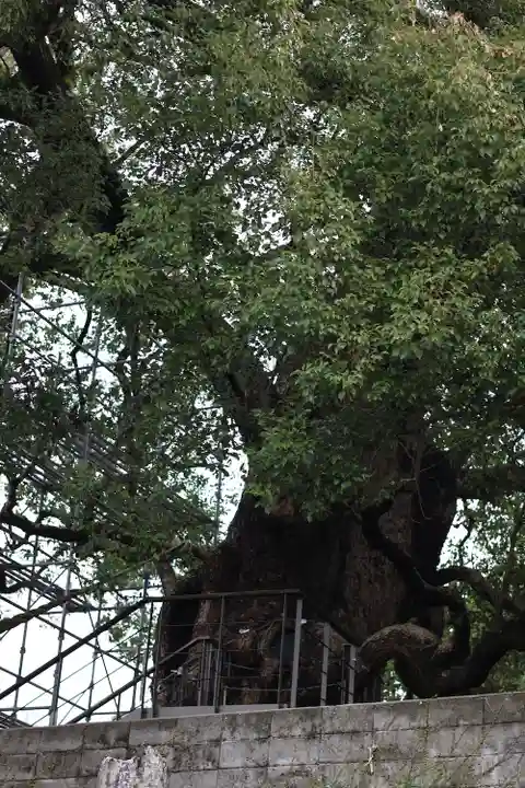 山王神社の自然