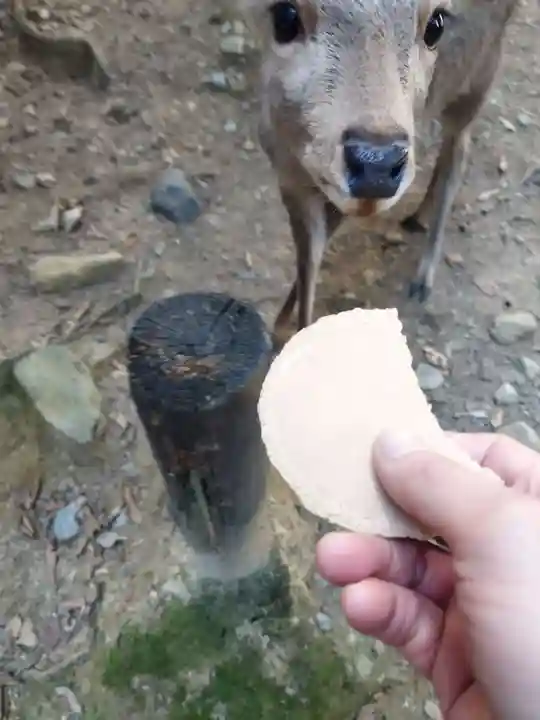 春日大社(奈良県)