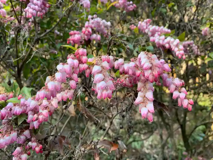 普門寺(切り絵御朱印発祥の寺)の自然