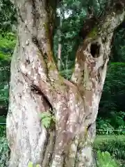 小國神社の自然