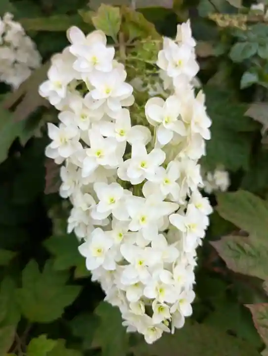 正一位三光稲荷大明神(神奈川県)