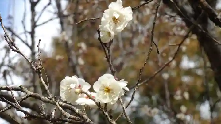 櫃蔵神社の自然