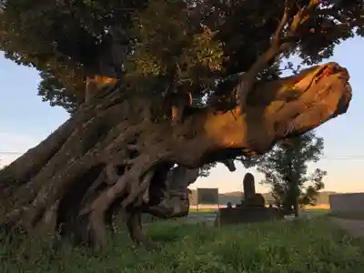 八幡神社の自然
