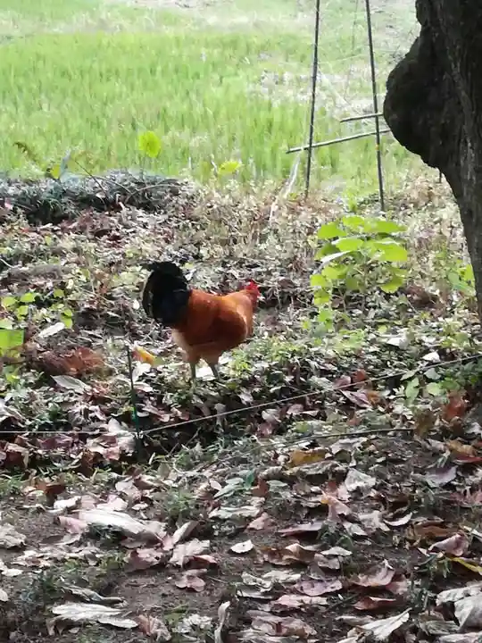 五所駒瀧神社の動物