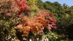 杉本寺の自然