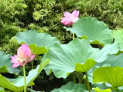東寺（教王護国寺）(京都府)
