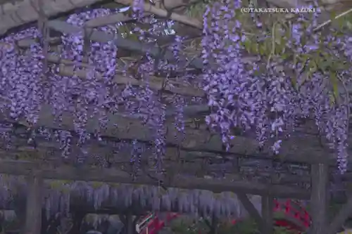 亀戸天神社(東京都)