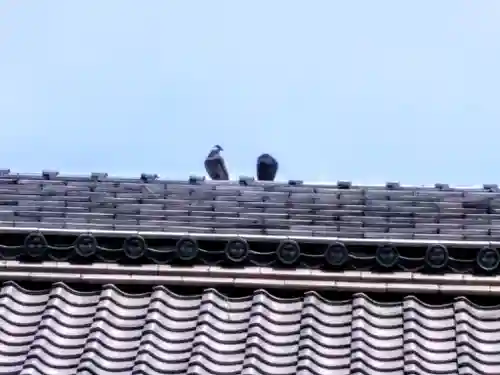 八幡宮（若林八幡宮）の動物