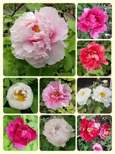 東長谷寺　薬王院の自然