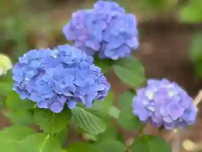 平塚八幡宮(神奈川県)