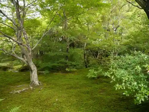 宝筐院の庭園