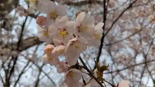 北海道護國神社の自然