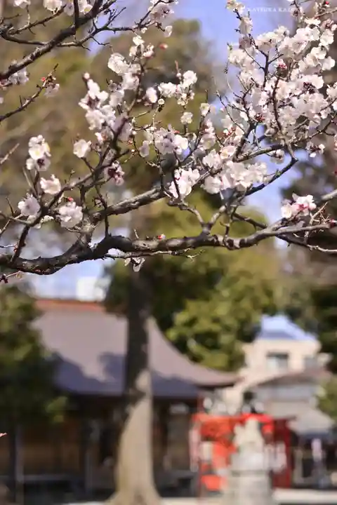 相模原氷川神社の自然