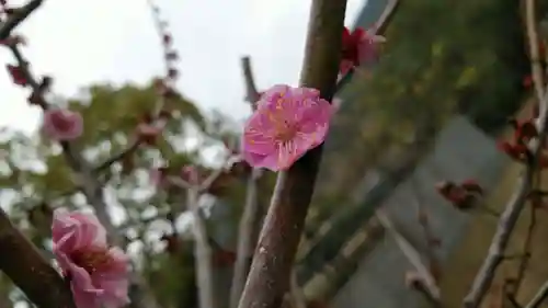 木華佐久耶比咩神社の自然