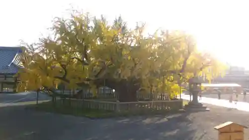 本願寺（西本願寺）の自然