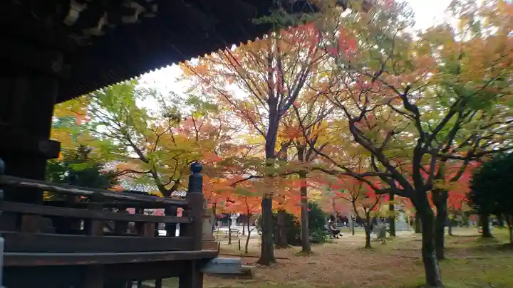 真正極楽寺(真如堂)の自然