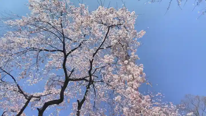 平野神社の自然