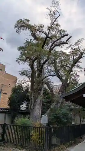 白峯神宮(京都府)