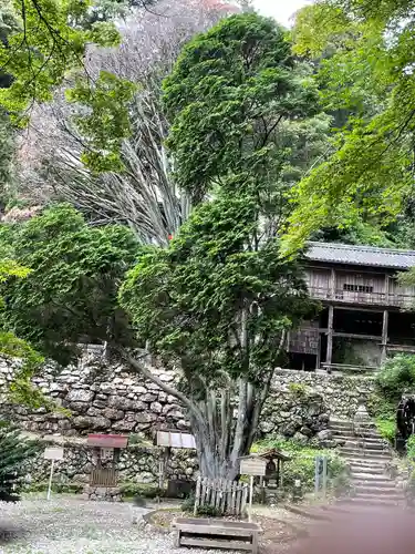 日龍峯寺(高澤観音)(美濃清水)の自然