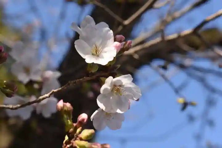 一之宮貫前神社の自然