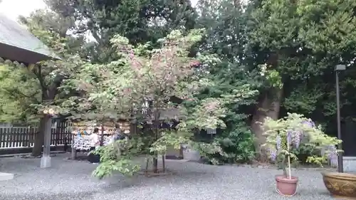 阿佐ヶ谷神明宮(東京都)