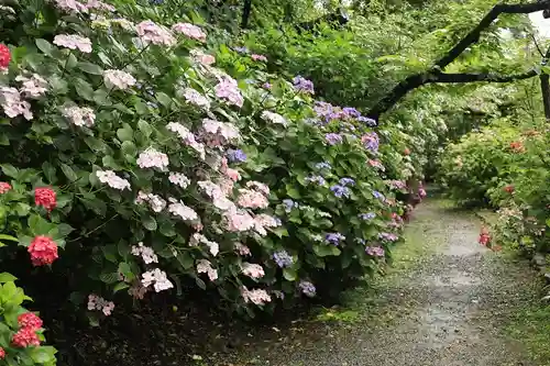 梅宮大社の自然