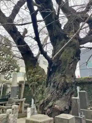 妙情寺の{uncategorized: "未分類", other: "その他", undefined: "問題あり", building: "その他建物", grave: "お墓", sacred_gate: "鳥居", guardian: "狛犬", statue: "像", buddha: "仏像", history: "歴史", nature: "自然", garden: "庭園", animal: "動物", pagoda: "塔", temizu: "手水舎", mountain_gate: "山門・神門", sanctuary: "本殿・本堂", subordinate: "末社・摂社", art: "芸術", scenery: "景色", jizo: "地蔵", ema: "絵馬", goshuin: "御朱印", omikuji: "おみくじ", items: "授与品その他", amulet: "お守り", goshuincho: "御朱印帳", eats: "食事", festival: "お祭り", votive_dance: "神楽", shichigosan: "七五三参", wedding: "結婚式", experience: "体験その他", initially: "初詣", around: "周辺", anti_infection: "感染症対策"}