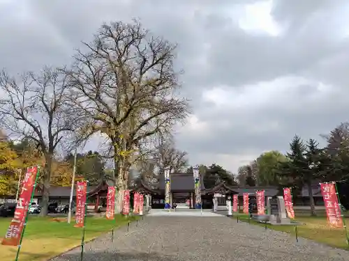 北海道護國神社の七五三参
