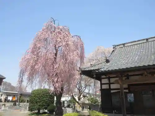 妙光寺(群馬県)