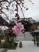 宝勝山 南藏院 蓮光寺の本殿・本堂