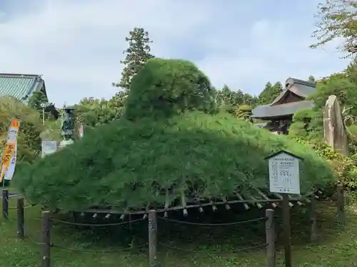 大聖寺（土浦大師不動尊）の庭園