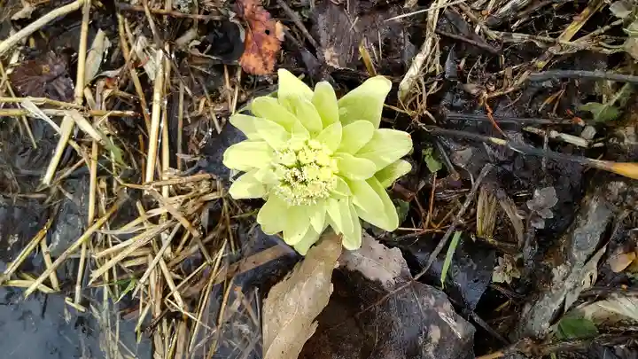 神楽神社の自然