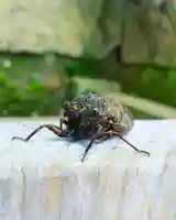 滑川神社 - 仕事と子どもの守り神の動物