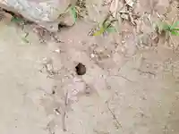 八幡宮(藤川古墳)(群馬県)