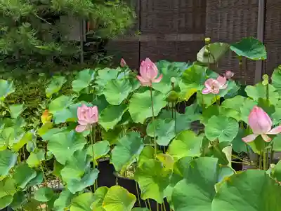 行願寺（革堂）(京都府)