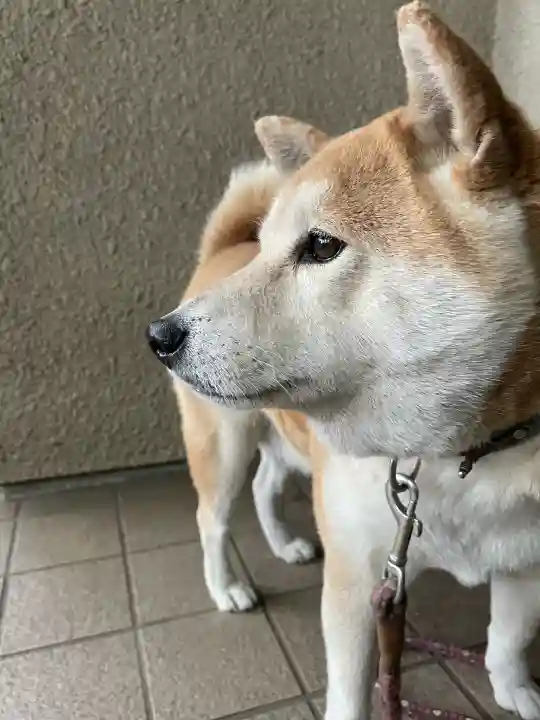 笠䅣稲荷神社(神奈川県)