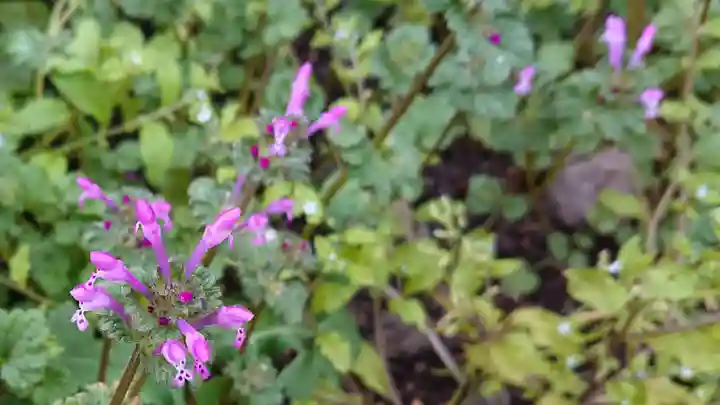 山神社(中里)の自然