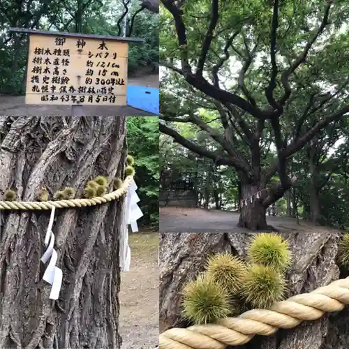 相馬神社の自然