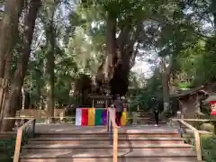 來宮神社の自然