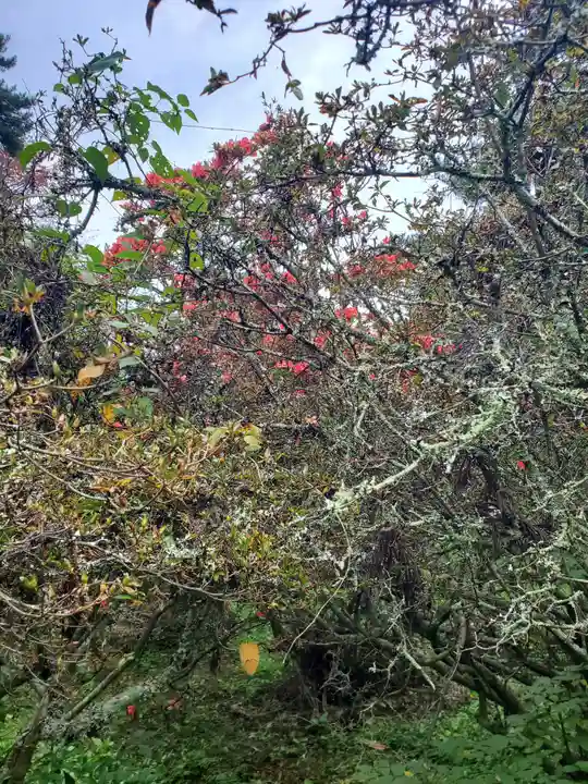 皇大神社(真田御屋敷跡)の自然