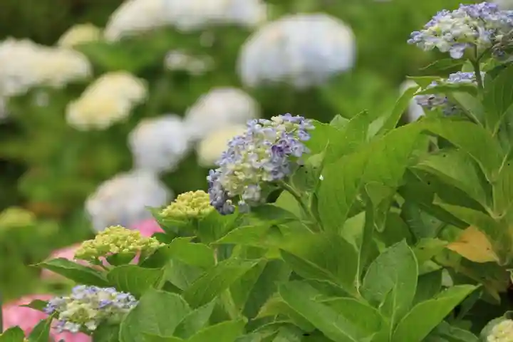 豊景神社の庭園