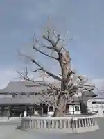 本願寺(西本願寺)のその他建物