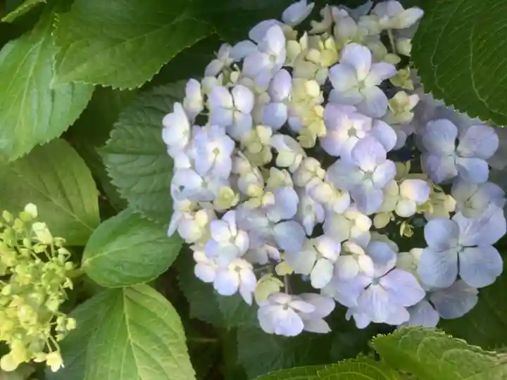 三輪神社の自然