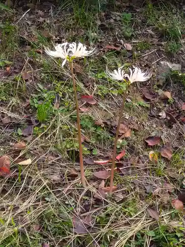 木華佐久耶比咩神社の自然